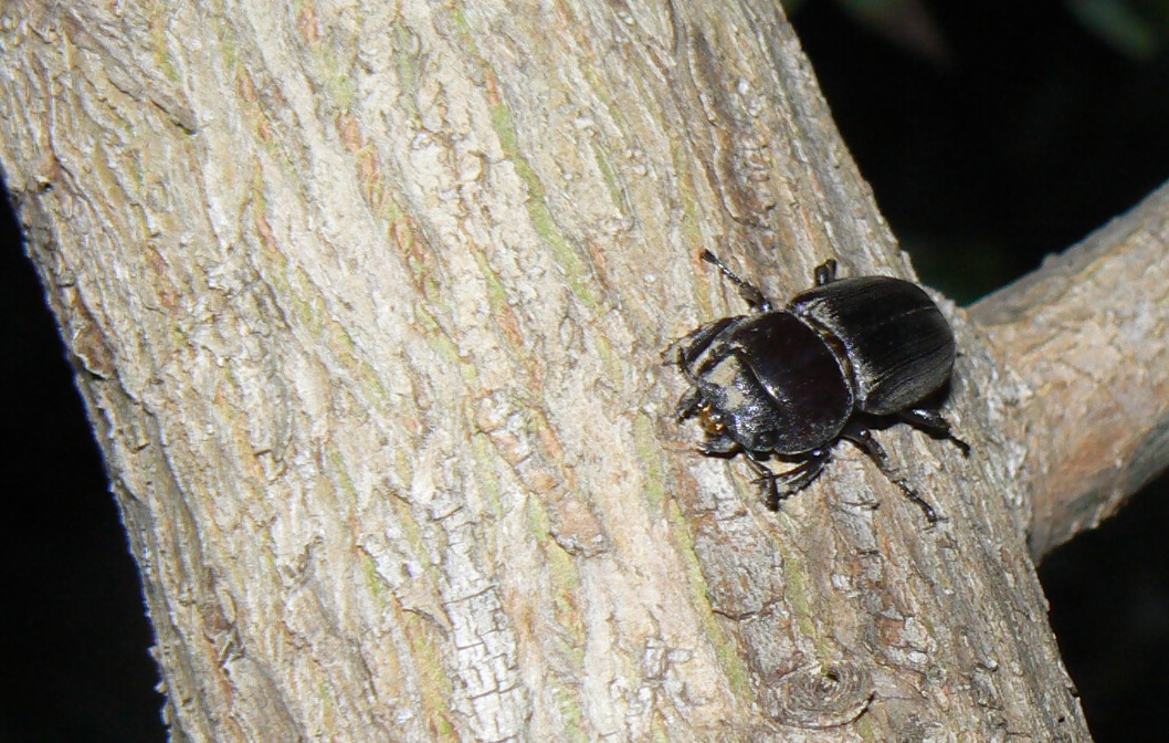 中州のヤナギ 真ん中のヤナギ-右の枝_ヒラタクワガタ♀_2021年6月18日 19時30分頃 気温23度